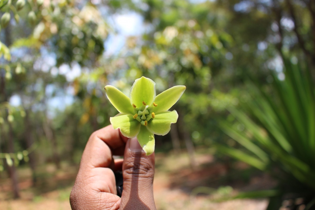 Furcraea foetida (L.) Haw.